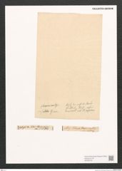 Diatomeae indet. Zeichnungen Sammlung Grunow (NHMW-BOT-W0368726)